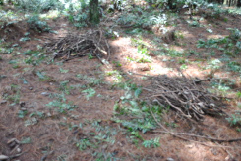 Aba bana bari baragiye banatora udukwi.