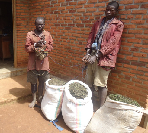 Abagabo bafashwe basarura urumogi muri Nyungwe.