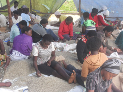 Abagore baje kujonjora Kawa mu ruganda rwa sisiyete C. Dorman Rwanda.