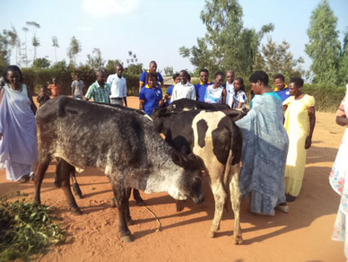 Abahawe inka nabo ngo bazaharanira kuzifata neza maze boroze abandi.