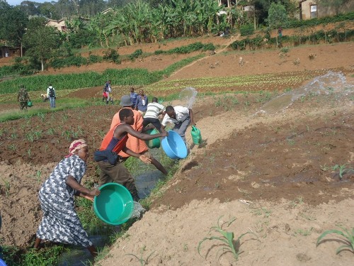 Abahinzi bakanguriwe gushyiraho umuhate kugira ngo imyaka iticwa n