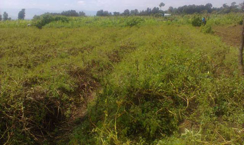 Abahinzi basabwa kujya bibikira imbuto y