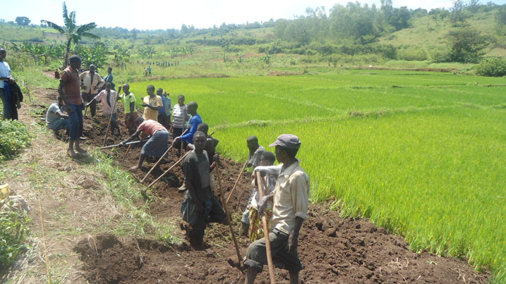 Abahinzi basibura umuyoboro w