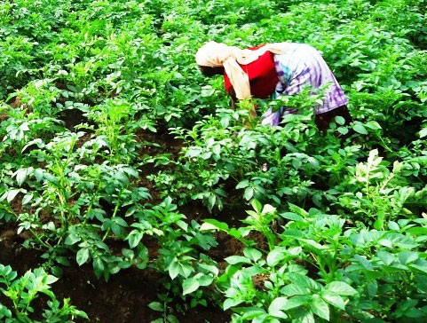 Abahinzi mu karere ka Nyabihu bavuga ko imyaka ari myiza ku buryo bizeye ko nta kiza cyangwa indi mpinduka ibonetse bakweza neza.