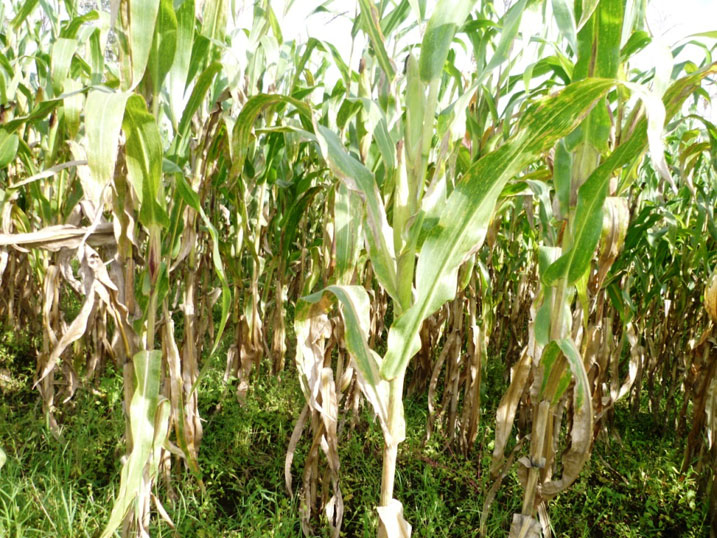 Abahinzi ngo bahabwa imbuto irwaye ikabatera igihombo.