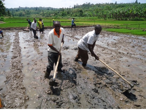 Abahinzi barigishwa gusanza umurima ugiye guhingwamo umuceri.