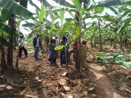 Abahinzi berekwa uko bahinga insina bigatanga umusaruro.