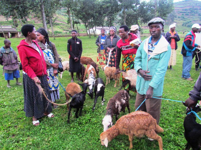 Abahungutse bahawe amatungo, imbuto y'ibirayi, amasuka yo guhinga n'ibindi bitandukanye bibafasha kubaho neza no kwiteza imbere.