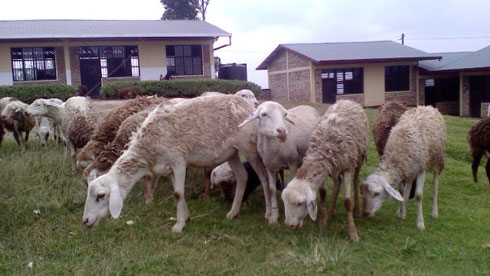 Abandi baturage bagabiwe intama.