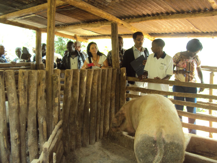 Abanyamahanga basobanurirwa iby'ubworozi bw'ingurube bukorwa na Shirimpumu Jean Claude.