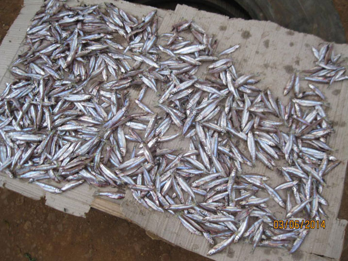 Abakoraga uburobyi butemewe mu kiyaga cya Kivu bafatiwe ingamba.