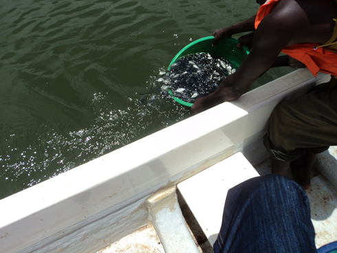 Abarobyi batera umurama w'amafi mu biyaga.