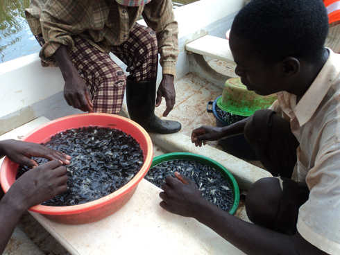 Abarobyi batunganya umurama w'amafi mbere yo kuwutera mu biyaga.