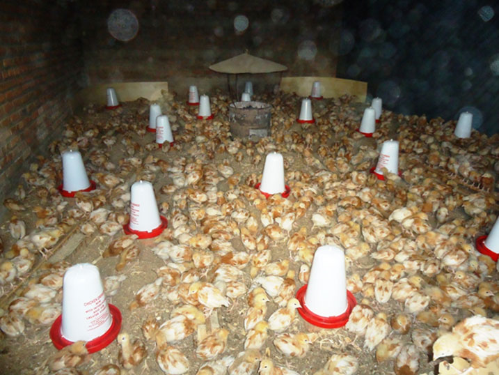 Abasanzwe bakora ubworozi bw'inkoko bemeza ko bwabafashije gutera imbere.