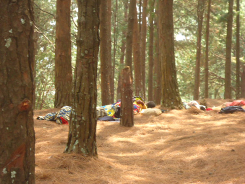 Ntibakenera matela iyakozwe n'ibibabi bya pinus irahagije.