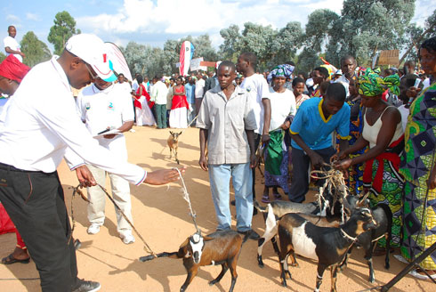 Abatahawe inka bahawe ihene.