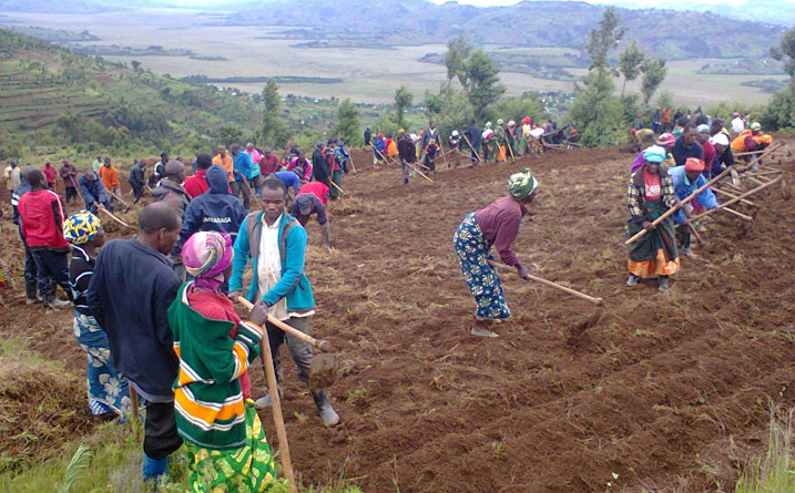 Abaturage bo mu murenge wa Kivuye bateye ingano ahantu hangana na Hegitari 22.