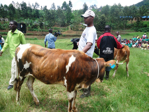 Abaturage 11 borojwe inka muri Gahunda ya Girinka. (Foto:L. Nshimiyimana)