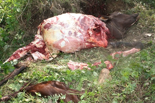 Abiba inka batwara ibice bimwe ibindi bakabisiga.