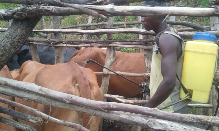 Aha bozaga inka banazitera umuti w
