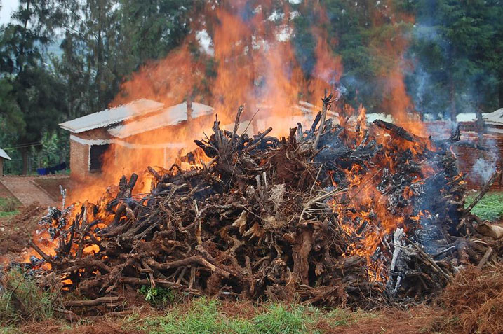 Aha ibi biti bya kabaruka byari bitangiye gukongoka.