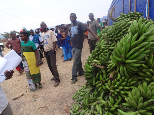 Abanyarwanda bari mu nkambi ya Kiyanzi bafata ibitoki bahawe na koperative yo mu murenge wa Mushikiri.