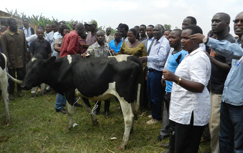 Aha umwe mu bahawe inka arareba ko ihuye na numero yatomboye.