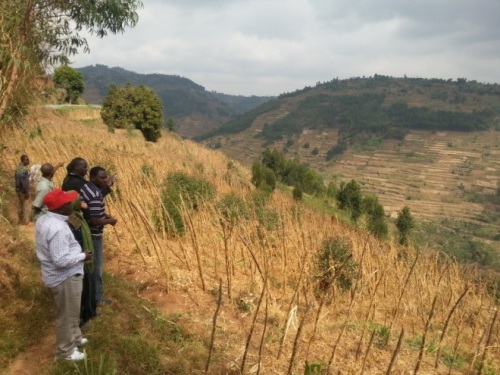 Aha yerekwaga ibiti bivangwa n'imyaka.