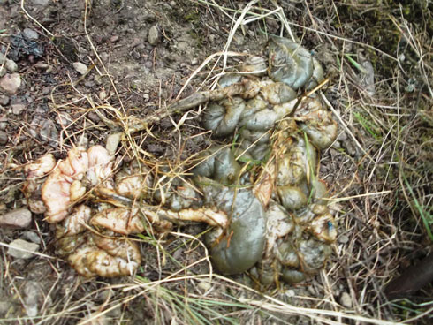 Aho bayibagiye bahasize zimwe mu nyama zo mu nda.