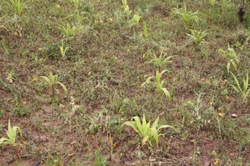 Aho kurisuka yibasiye ibinyampeke birarumba.