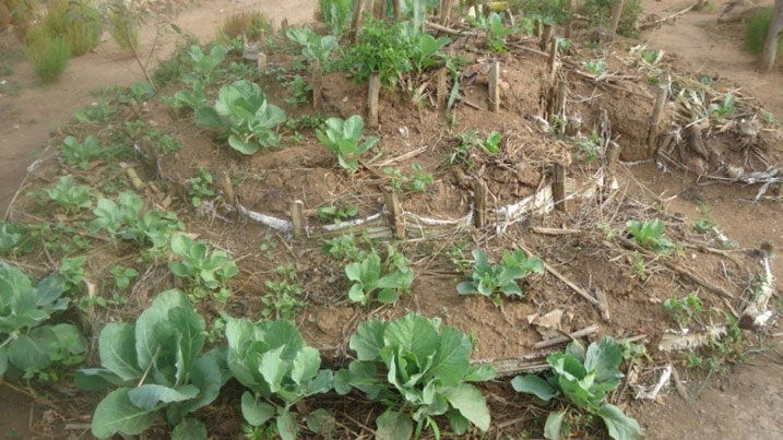 Akarima k'igikoni kamufashije kuboneza imirire.