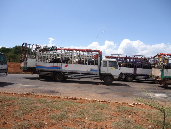 Amakamyo yari apakiye inka yangiwe kwambuka kubera veterineri w'u Burundi yari ataraboneka ngo azipime.