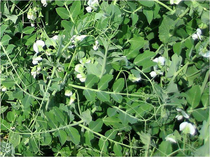 Amashaza yerera amezi abiri.