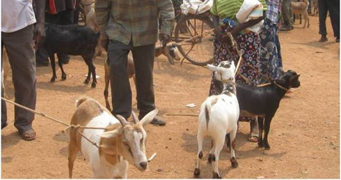 Abanyeshuri bari muri Students on field biyemeje no kuremera Abanyarwanda babaha amatungo magufi.