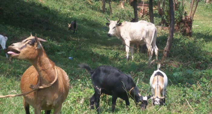 Amwe mu matungo babashije kwigurira bayakuye mu kwizigama.