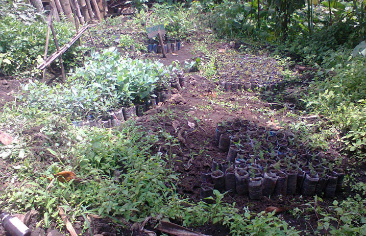 Atubura ibihingwa bitandukanye birimo ibinyomoro, urusenda, amatunda, imboga za dodo, Beterave, intoryi, urusenda, ndetse n'ibiti.