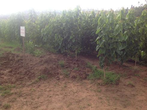 Aya ni amabobere azagaburirwa amagweja azajya atanga ubudodo.