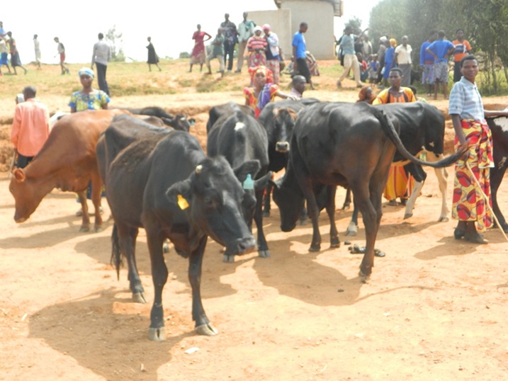 Bahamya ko gira inka yabahinduriye imibereho.