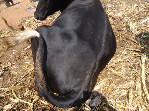 Bakomerekeje inka ku murizo.