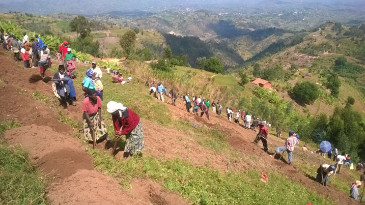 Bakoze umuganda wo gucukura imirwanyasuri mu masambu y
