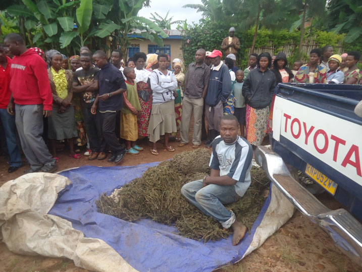 Uyu Bakundiki yafatanywe urumogi rwinshi yitiriye ko yabikijwe n