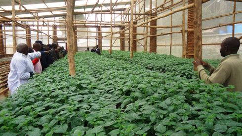 Bamwe mu bahinzi bo mu karere ka Nyabihu begerejwe uburyo bwo gutubura imbuto y