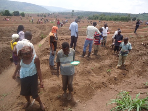 Barasabwa kuba barangije gutera bitarenze tariki 15/10/2013.