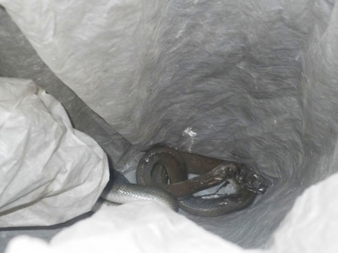 Bayishyize mu mufuka bajya kuyereka ubuyobozi.