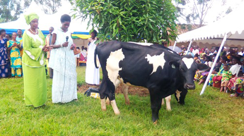 Umuyobozi wa BENIMPUHWE ashyikiriza inka umwe mu bagenerwabikorwa mu murenge wa Kansi.