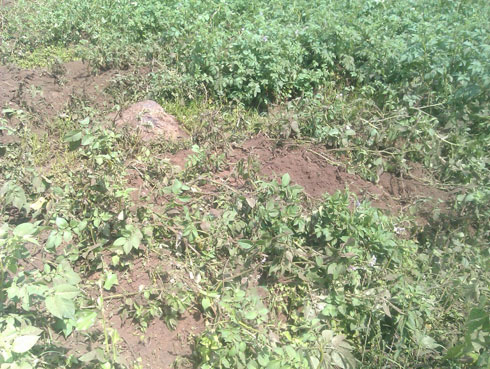 Bimwe mu birayi byaranduwe mu kagari ka Kageshi muri Busasamana.