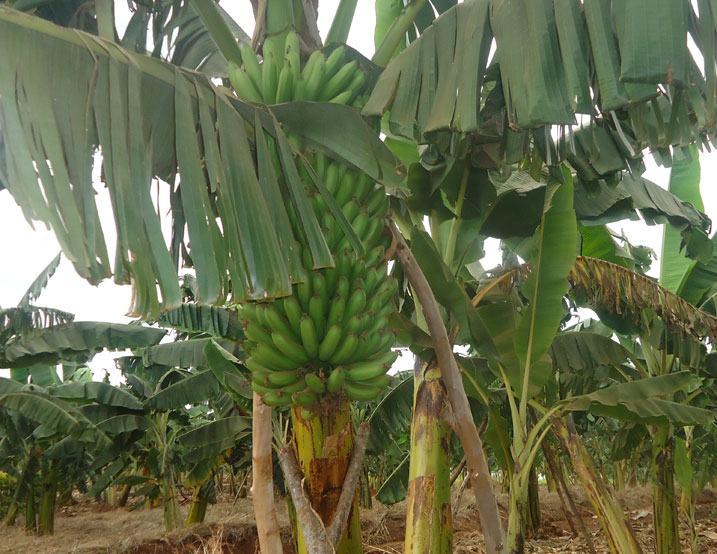 Bimwe mu bitoki byera kuri izi nsina bibasha kugera ku biro 130.