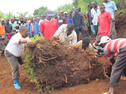 Guverineri Bosenibamwe afasha abaturage kurimbura igitsinsi k'igiti. (foto E.Musanabera) 
