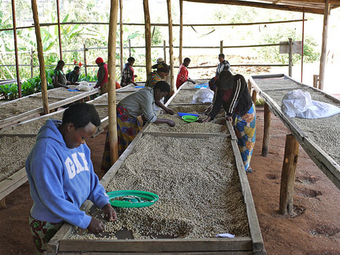 Mu mishinga minini BRD igamije harimo nko gufasha mu kubaka ingada zitunganya ikawa.