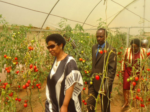 Dr Mlambo Ngcuka imbere akurikiwe na Guverineri w'intara y'Amajyepfo, basura umurima w'inyanya zihinze mu ihema i Kinazi.